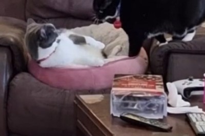 Cat-titude Alert: Hilarious Showdown Between Two Purr-sonalities!