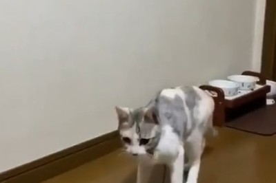 Cat-velous Acrobat: Witness the Epic Moment a Cat Defies Gravity and Jumps to the Ceiling!