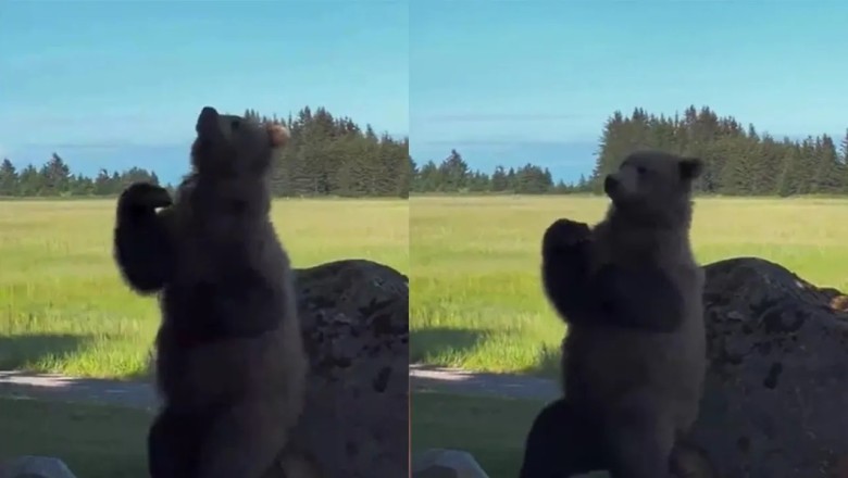 Dancing Bear with a Clubfoot Steals the Show with Hilarious Disco Moves!