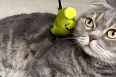 Feathered Friends & Furry Fun: The Hilarious Cat and Parrot Duo That'll Leave You Squawking with Laughter!