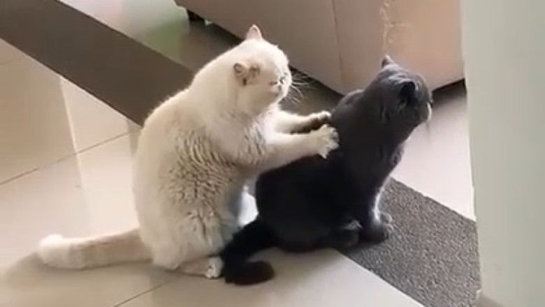Hilarious Cat Massage: Watch as One Cat Gives a Relaxing Massage to Another Cat!