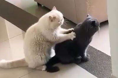Hilarious Cat Massage: Watch as One Cat Gives a Relaxing Massage to Another Cat!