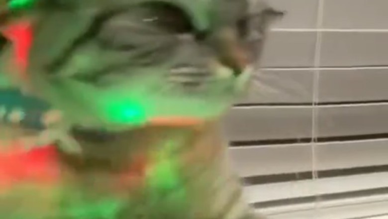 Purr-fect Party Vibes: Watch DJ Cat Spin Some Meow-sic Beats!