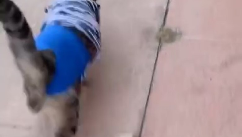 Purr-fectly Groovy: Watch this Hiphop Cat Bust Some Meow-tastic Moves on the Dance Floor!