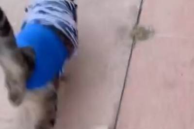 Purr-fectly Groovy: Watch this Hiphop Cat Bust Some Meow-tastic Moves on the Dance Floor!