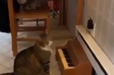 Purrs and Piano Keys: The Feline Maestro Who Will Steal Your Heart!