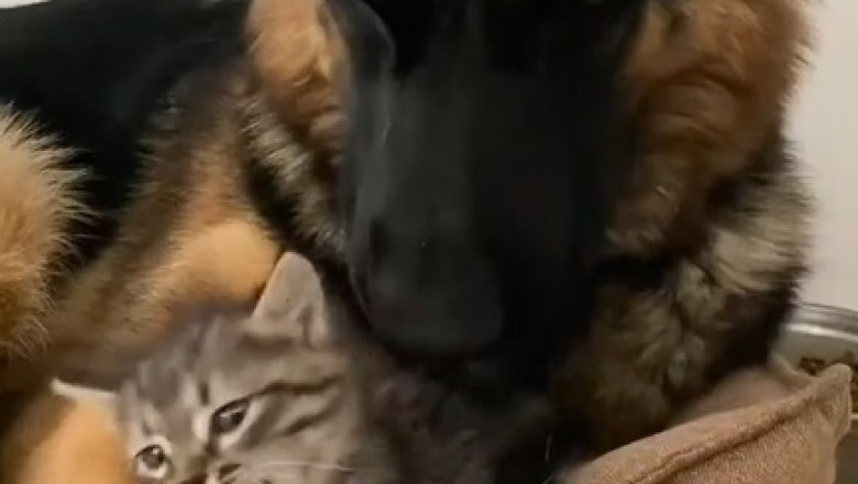 Adorable Chaos: Sheepdog's Playdate With Kitten!