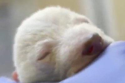 Adorable Chaos Unleashed: Seven-day-old Bear's Hilarious Hijinks!