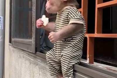 Banana Bonanza: Adorable Monkey Feasts Inside His Quirky Abode!