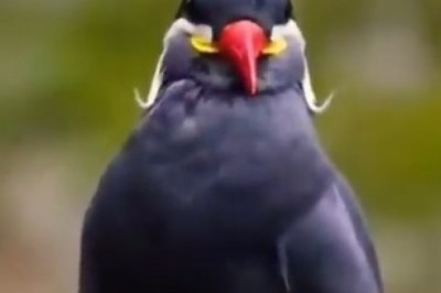 Beautiful Bird's Fabulous Feathers Flapping Frenzy!