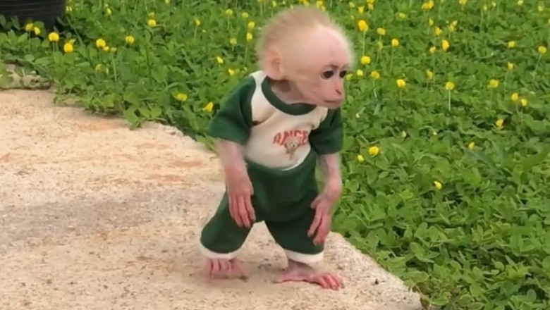 Cheeky Adventure: Hilarious Monkey Strolls Through His Garden Playground!
