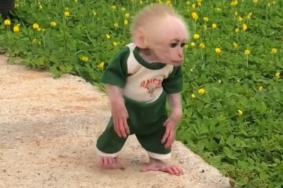 Cheeky Adventure: Hilarious Monkey Strolls Through His Garden Playground!