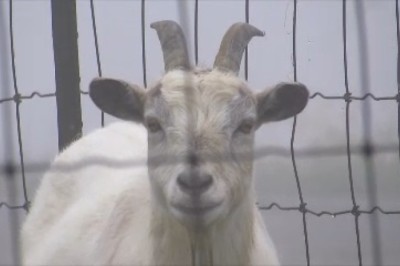 Epic Adventure of Atrous and his Comical Companions: A Tale of Laughter and Mischief!