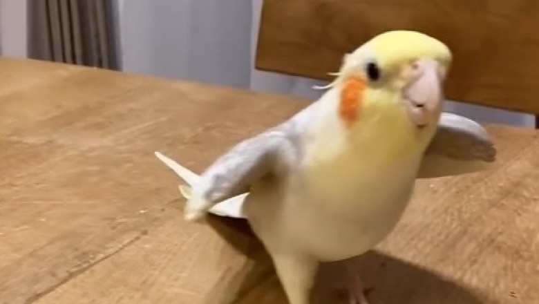 Feathered Fun: Hilarious Parrot Sings Its Way Into Your Heart!