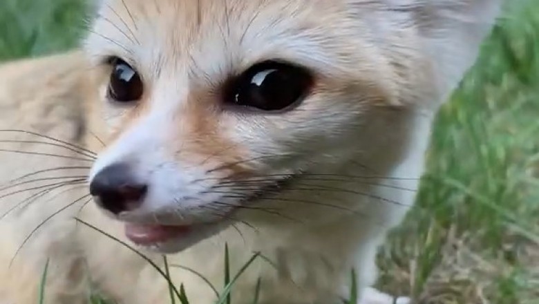 Fennec Fox Follies: Hilarious Hijinks in the Garden!