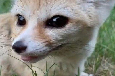 Fennec Fox Follies: Hilarious Hijinks in the Garden!