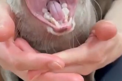 Ferret Hilarity: The Ultimate Ferret Shouting Compilation!