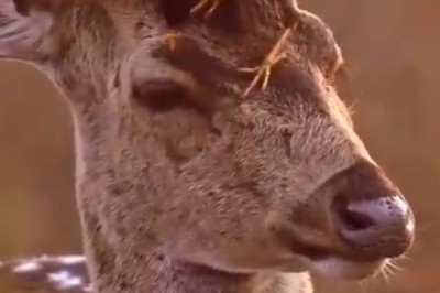 Fly Like a Boss: Hilarious Bird Photobombs Gazelle's Glamour Moment!