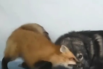 Foxy Shenanigans: A Fox and Wolf's Whimsical Friendship!