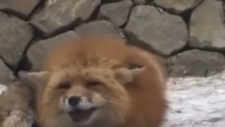 Foxy Shenanigans: When a Fox Decides to Chat Up a Stranger!