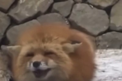 Foxy Shenanigans: When a Fox Decides to Chat Up a Stranger!