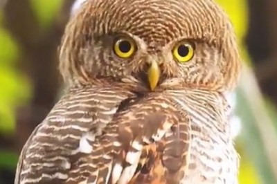Hilarious Encounter: Owl's Tree Top Antics Unveiled!
