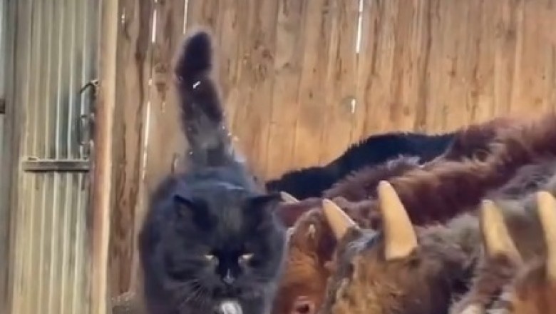 Hilarious Moment: Cat Mesmerized by Cows!