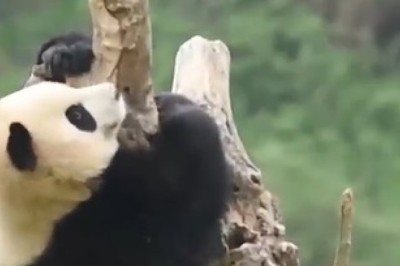 Hilarious Panda Escapades: Tree-Climbing Comedy Extravaganza!