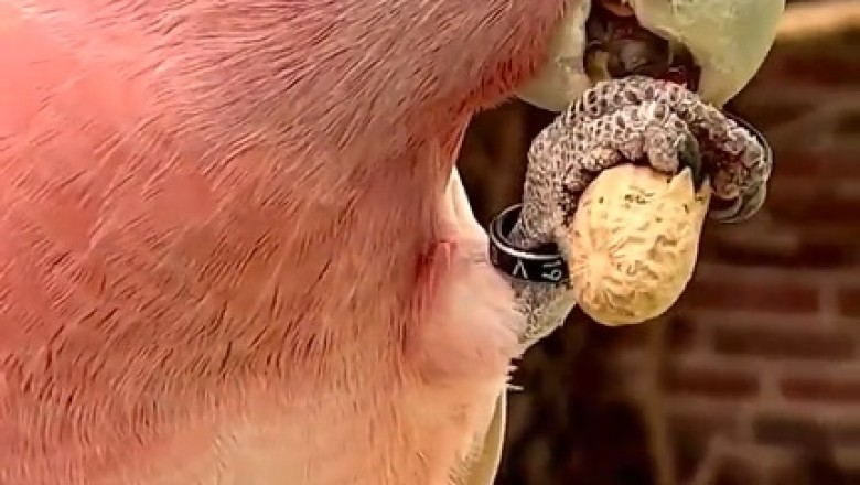 Hilarious Parrot Serenades Peanuts with a Song!