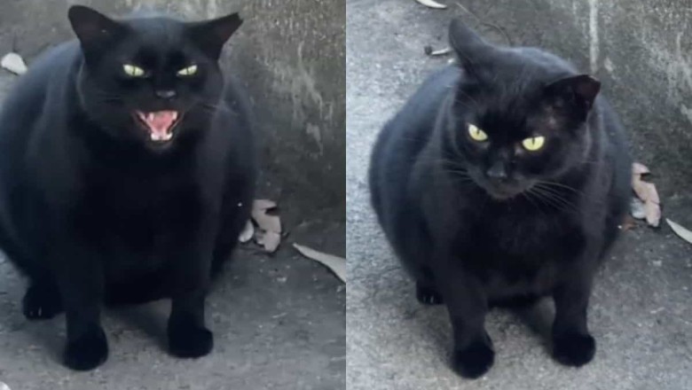 Meet the 'Colossus of Rhodes,' the Enormous Cat with Multiple Families Creating Waves in Greece!