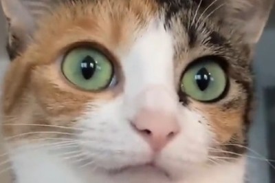 Meow-velous Shenanigans: The Hilarious Antics of the Meownificent Cat That Will Leave You in Stitches!