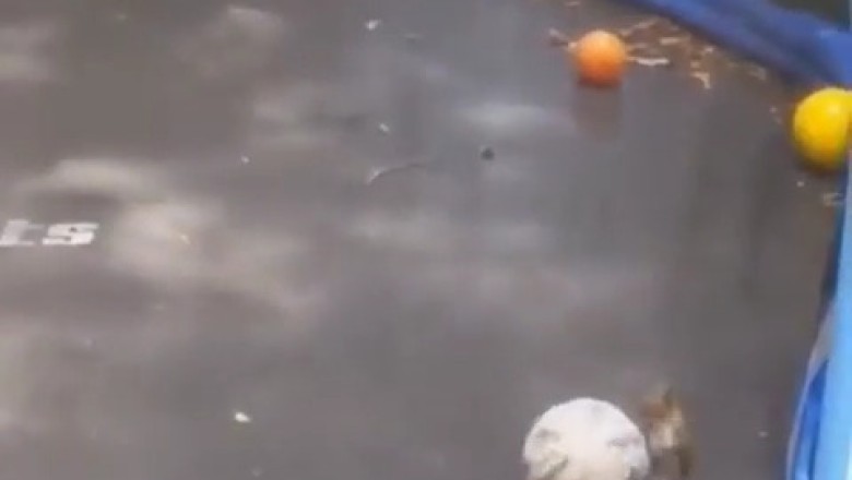 Nutty Playtime Alert: Hilarious Squirrel Goes Nuts over Ball Game Shenanigans!