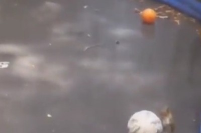 Nutty Playtime Alert: Hilarious Squirrel Goes Nuts over Ball Game Shenanigans!