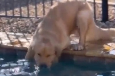 Oops! Dog Dive Fail: Hilarious Moment Pooch Plunges Into Pool Chasing Tennis Ball!