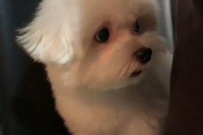 Paws-itively Hilarious: Dog Begs Owner to 'Urgently Eat' in Side-Splitting Video!