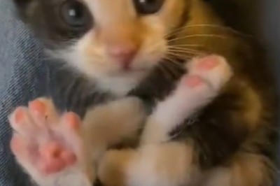 Pawsitively Adorable: Cute Kitten Steals Hearts in This Hilarious Video!