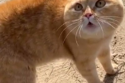Pawsitively Hilarious: Meet the Comedic Genius Cat Who Has Everyone Speechless with Their Meow-nificent Talking Skills!