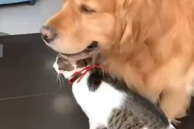 Pawsitively Hilarious: Unlikely Duo of Dog and Cat Redefine Friendship Goals in Side-Splitting Video!