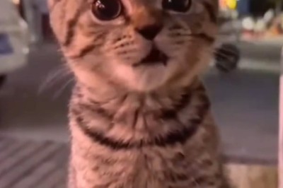 Pawsitively Purrfect: Behold the Majestic Grandeur of a Giant Cat!