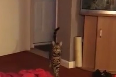 Purr-fectly Hilarious: Watch This Clever Cat Answer Its Owner's Question!