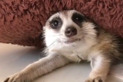 Rise and Shine, Meerkat Madness: Sleepy Meerkat's Hilarious Wake-Up!