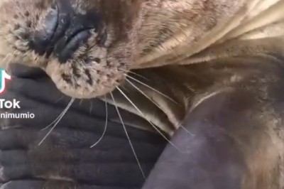 Seal-iously Silly: Watch This Playful Seal Steal the Show!
