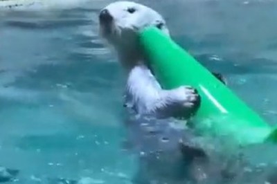 Sealing the Deal: Watch This Hilarious Seal Clock in for a Workday at the Pool!