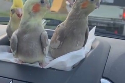 Tweet-Worthy Road Trip: Feathered Friends Take a Hilarious Ride in this Bird-tastic Video!