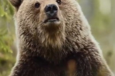 Un-BEAR-ably Hilarious: Curious Bear's Close Encounter with Nature's Surprises!