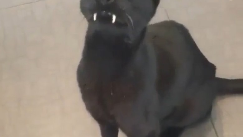 Unbelievable: Cat with Fangs Like a Tiger!