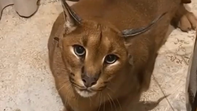 Viral Video Alert! 🚨 Caracal Goes Crazy on Camera Holder!