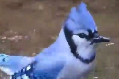 When a Beautiful Bird Decides to Show Off!