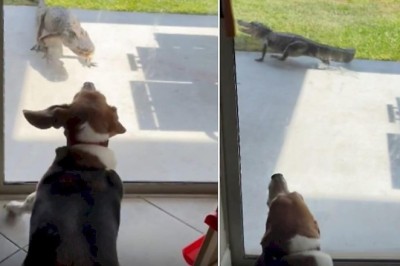 Fearless Dog Scares Off Crocodile - The Unlikely Hero of Land o' Lakes