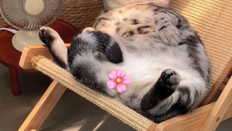 Cat Nap Chronicles: Hilarious Compilation of a Sleeping Cat
